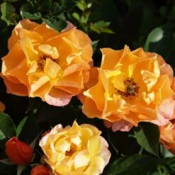 'Palace Fleur' Patio Shrub Rose -Green Glory Outlet Store 01 086 Fleur PALACE mit Biene