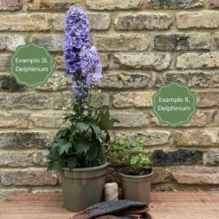 Delphinium 'Highlander Moonlight' -Green Glory Outlet Store 11 cc65441a 129b 40eb ba6a 968024526b44