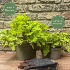 Heuchera 'Paris' -Green Glory Outlet Store 12 529bdf8a ce6e 40e8 bdc8 2cfd898c264d