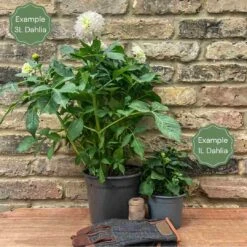 New Release -Green Glory Outlet Store 1 3a4965b9 db8e 4328 b2a0 1f7e61aca436