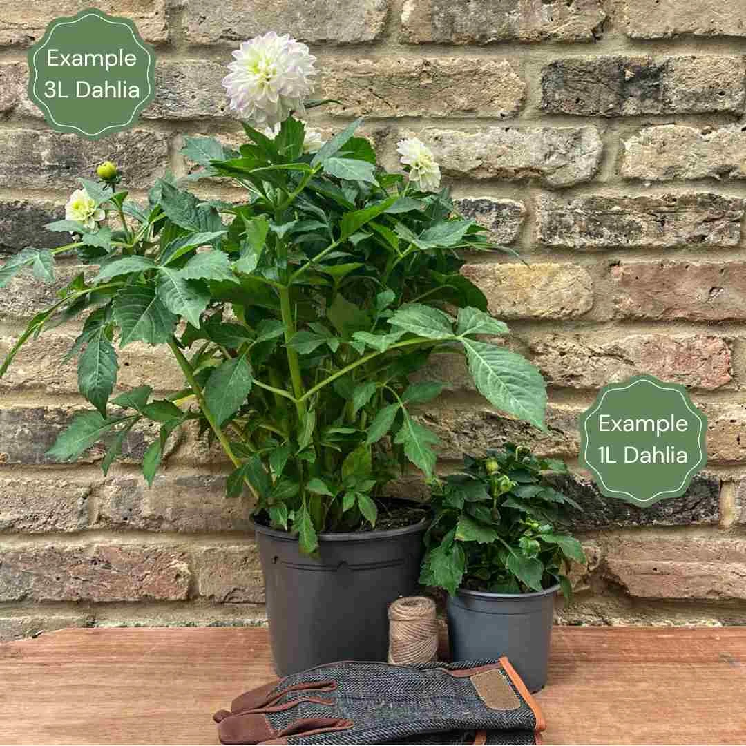 Premium Dahlia Plants Collection 2 Premium Dahlia Plants Collection - Image 2