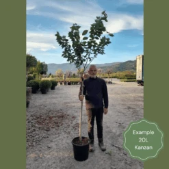 Japanese Cherry Blossom Tree | Prunus Serrulata 'Kanzan' -Green Glory Outlet Store 2 1 6b1fb918 9b42 4305 a998 86778440f682