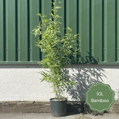 Green Bamboo | Phyllostachys Bisettii -Green Glory Outlet Store 2 b8168d84 6f80 4cc3 9292 63e039294d91