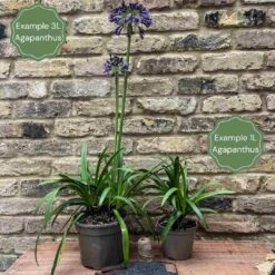 Agapanthus 'Ever Sapphire' -Green Glory Outlet Store 2 c0d671d3 ed4c 4668 9237 0681a248339a