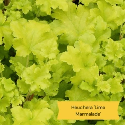 Sensory Garden Plants | Tactile, Bright & Fragrant -Green Glory Outlet Store 2 e0bca582 5e28 4af5 9778 57cb26999684