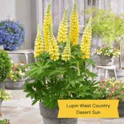 West Country Lupin Collection 9 West Country Lupin Collection -Green Glory Outlet Store 3 675d837e 4347 43a5 a55b ce6815a336aa