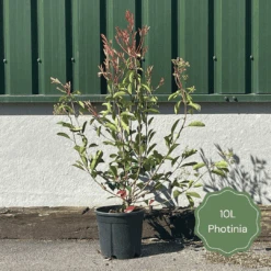 Photinia 'Red Robin' -Green Glory Outlet Store 3 b7201c58 b4ae 4adc b36d 73d905e78876