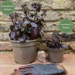 Sedum 'Sunsparkler Lime Zinger' -Green Glory Outlet Store 3 bd97e1b8 c0f0 45e7 9db1 c78957035d07