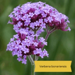 Best Tall Flowers | Perennials For Colour And Height -Green Glory Outlet Store 3 d0d2a7b5 418d 4a62 9dc1 c70de579fdba