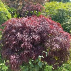 Red Weeping Japanese Maple Tree | Acer Palmatum 'Garnet' -Green Glory Outlet Store 40