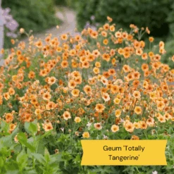 Geums Are Forever Collection -Green Glory Outlet Store 4 97e7703f 2673 4a42 ab00 07cde4567536