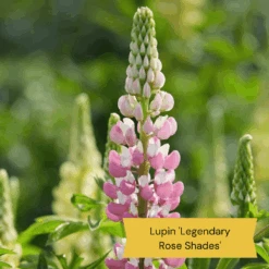 New Release -Green Glory Outlet Store 7 60c0f6d9 6d67 4885 b998 a8640bd2c90d