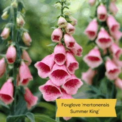 Best Tall Flowers | Perennials For Colour And Height -Green Glory Outlet Store 8 15a7472e ebb1 4d61 b921 20fc084db2ad