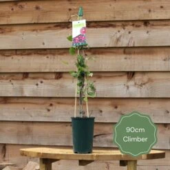 'Rosa Banksiae 'Alba Plena' | Rambling Rose 7 'Rosa Banksiae 'Alba Plena' | Rambling Rose -Green Glory Outlet Store 90cm Climber 15c2fa12 312b 437e 82bf 3eefc893bb7a