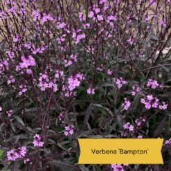 Best Tall Flowers | Perennials For Colour And Height -Green Glory Outlet Store 9 cabc3cc2 0acc 4197 934d 61a2e42cc16d