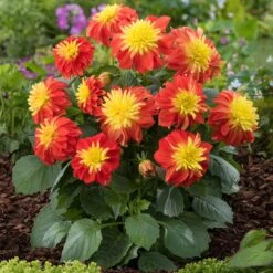 12 Annuals For Pots | The Waterloo Sunset Collection | Petunia, Dahlia & Begonia -Green Glory Outlet Store AB0024 1 1ce64d65 47d7 4560 9627 39a044dee6f1