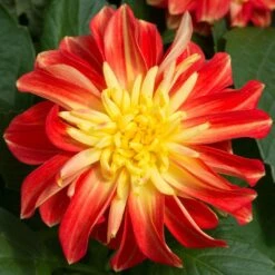 12 Annuals For Pots | The Waterloo Sunset Collection | Petunia, Dahlia & Begonia -Green Glory Outlet Store AB0024 2 a8038d7c d177 4938 afd5 9349fecdd701