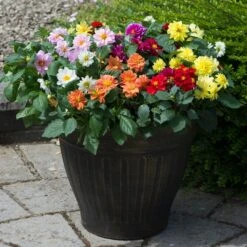 40 Mixed Dahlia 'Figaro' Plug Plants -Green Glory Outlet Store AB0101 1