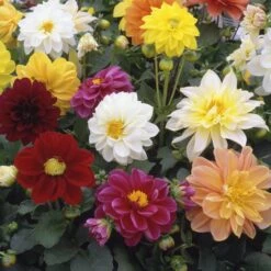 40 Mixed Dahlia 'Figaro' Plug Plants -Green Glory Outlet Store AB0101 3