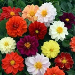 40 Mixed Dahlia 'Figaro' Plug Plants -Green Glory Outlet Store AB0101 4