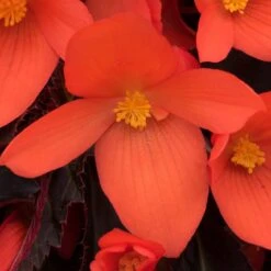 12 Annuals For Pots | The Waterloo Sunset Collection | Petunia, Dahlia & Begonia -Green Glory Outlet Store AB0109 6 81c7ee0f 866b 4002 a2a7 e017471f5e7f