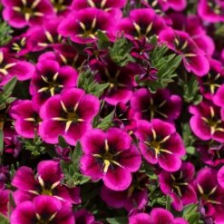 12 Annuals For Hanging Baskets | The Dark Side Of The Moon Collection | Calibrachoa, Petunia & Dahlia -Green Glory Outlet Store AB0111 2 54af6409 6655 47aa aaac 99becddd428e