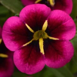 12 Annuals For Hanging Baskets | The Dark Side Of The Moon Collection | Calibrachoa, Petunia & Dahlia -Green Glory Outlet Store AB0111 5 e03dc071 f4fe 45b7 8763 f797d6ef1afb