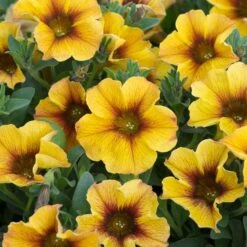 12 Annuals For Pots | The Waterloo Sunset Collection | Petunia, Dahlia & Begonia -Green Glory Outlet Store AB0135 5 d4a221e9 6679 4af5 bd27 c420f200752b