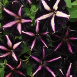 12 Annuals For Hanging Baskets | The Dark Side Of The Moon Collection | Calibrachoa, Petunia & Dahlia -Green Glory Outlet Store AB0137 3 816644ca fc56 4e51 b779 8d52539b8e7c