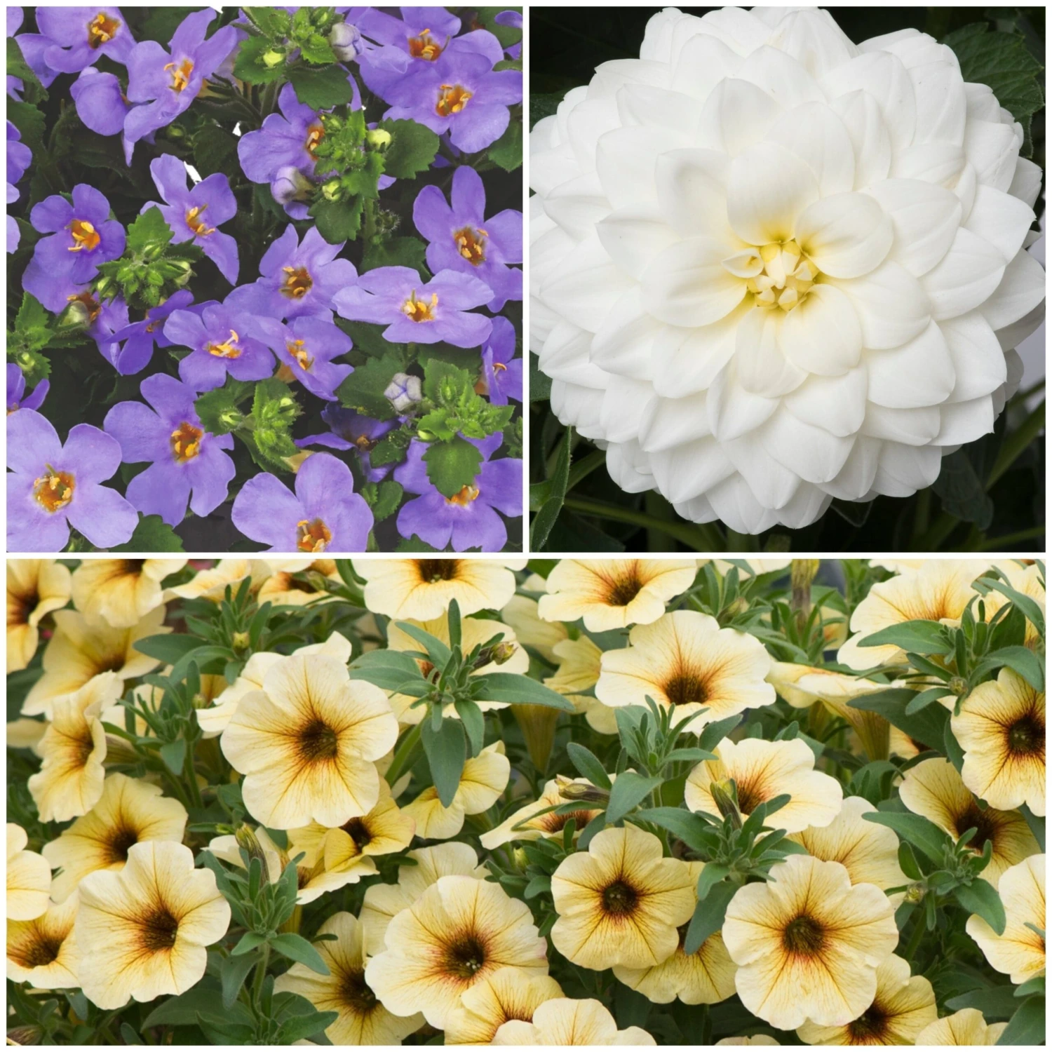 12 Annuals For Pots | The Summer Serenity Collection | Petunia, Bacopa & Dahlia 1 12 Annuals For Pots | The Summer Serenity Collection | Petunia, Bacopa & Dahlia