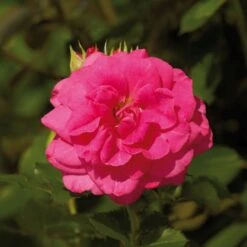 'Palace Truly Loved' Floribunda Rose