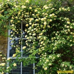 'Rosa Banksiae 'Lutea' | Rambling Rose 9 'Rosa Banksiae 'Lutea' | Rambling Rose -Green Glory Outlet Store Bank 3