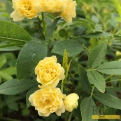 'Rosa Banksiae 'Lutea' | Rambling Rose 10 'Rosa Banksiae 'Lutea' | Rambling Rose -Green Glory Outlet Store Bank 4