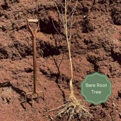 Old Greengage Plum Tree -Green Glory Outlet Store Bare root example 7ad66241 a975 4e6b af92 5258d25b637b