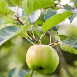 Bramley's Seedling Apple Tree