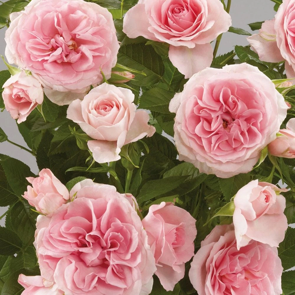 'Parade Cajsa' Patio Shrub Rose 1 'Parade Cajsa' Patio Shrub Rose