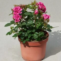 'Patio Hit Dafne' Patio Shrub Rose -Green Glory Outlet Store Dafne Hit PatioHit Poulpah103 N 3