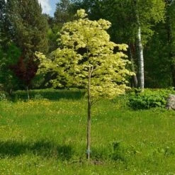 Variegated Norway Maple Tree | Acer Platanoides 'Drummondii' -Green Glory Outlet Store Drummondii 1