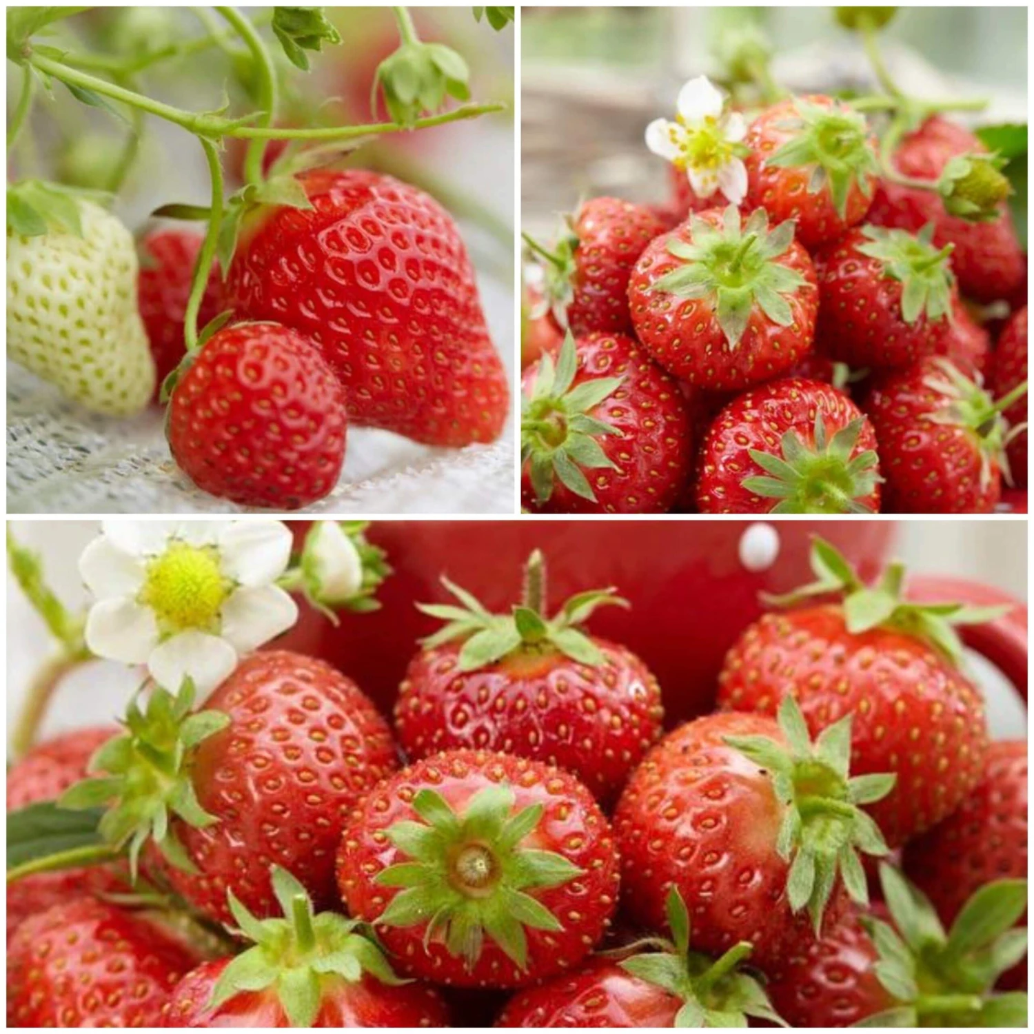 All Season Strawberry Plants Collection 1 All Season Strawberry Plants Collection
