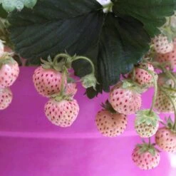Pineberry Strawberry Plants 5 Pineberry Strawberry Plants -Green Glory Outlet Store FRU0004 3