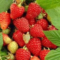 Tulameen Raspberry Plants