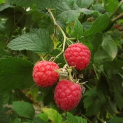 Autumn Bliss Raspberry Plants -Green Glory Outlet Store FRU0041 3