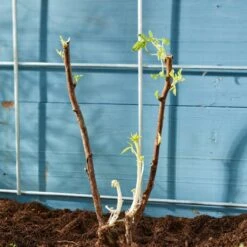 Autumn Bliss Raspberry Plants -Green Glory Outlet Store FRU0041 4