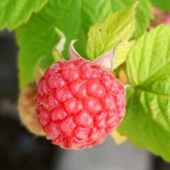 Award Winning Raspberry Canes | Growers' Choice 11 Award Winning Raspberry Canes | Growers' Choice -Green Glory Outlet Store FRU0042 4 fd6c3fad c93c 4ecb 93dd e68bf38f400a