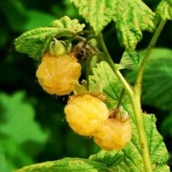 All Gold Raspberry Plants -Green Glory Outlet Store FRU0044 2 540x 8d3cb59b 8326 4192 996d 35f1b0521248