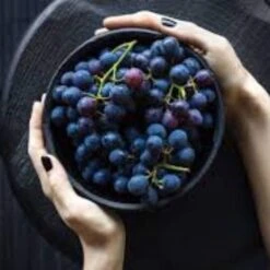 'Vanessa' Seedless Outdoor Grape Vine -Green Glory Outlet Store FRU0063 2