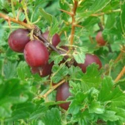 Hinnonmaki Red Gooseberry Bush -Green Glory Outlet Store FRU0075 2