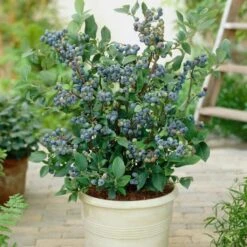 All Season Blueberry Plants Collection -Green Glory Outlet Store FRU0083 2 08deb223 7e01 46d3 89b8 90aa57d4543b