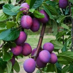 3 Super Easy To Grow Fruit Trees | Apple, Fig & Plum -Green Glory Outlet Store FRU0106 6