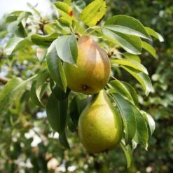 The 3 Top Performing Fruit Trees To Grow In The UK | Apple, Pear & Plum -Green Glory Outlet Store FRU0122 5 9f804fa0 5256 4aac a3ea e8da26d0f46f